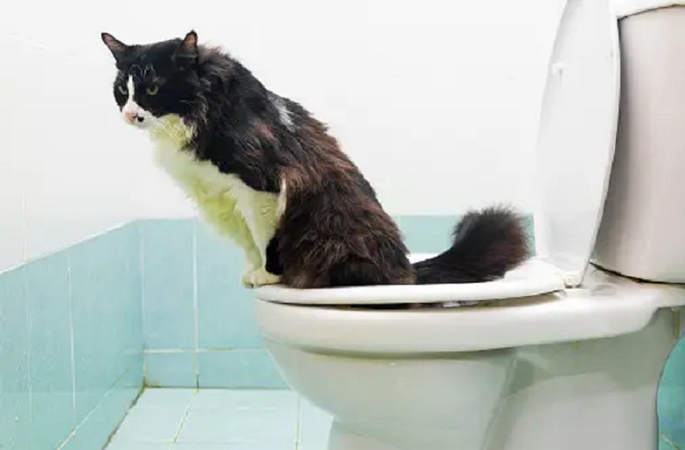 5 Cara Mengajari Kucing Kampung Berak dan Buang Air di Toilet, Para Pemilik Kucing Wajib Tau!