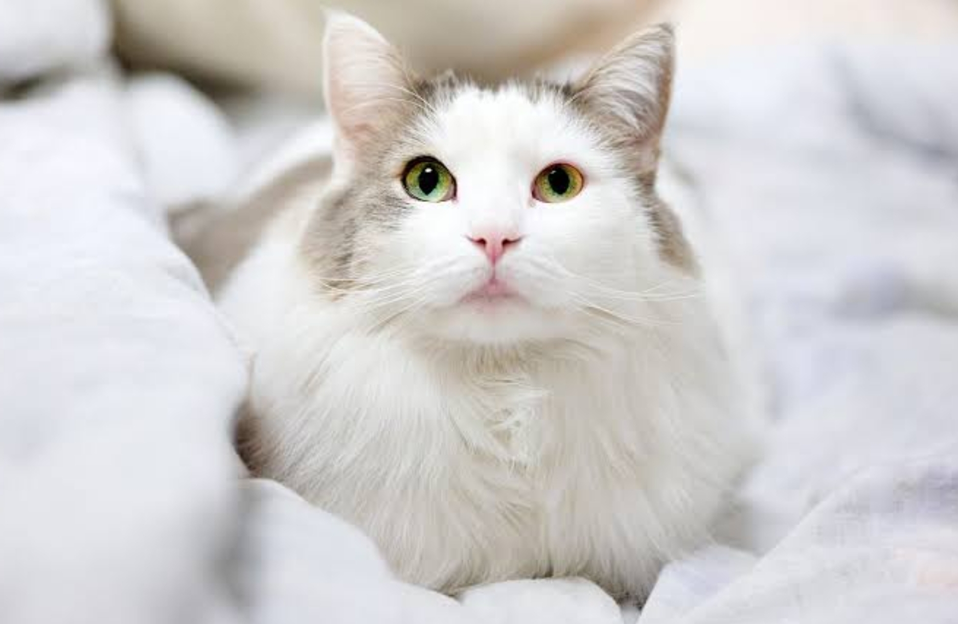 10 Inspirasi Nama Kucing Anggora Betina Kesayangan di Rumah, Ada Bahasa Prancis sampai Turki