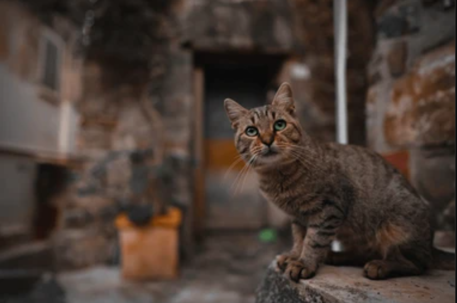 Jangan Diusir! Inilah 5 Tanda Kucing Liar Masuk Rumah Dalam Islam, Bisa Jadi Bawa Rezeki