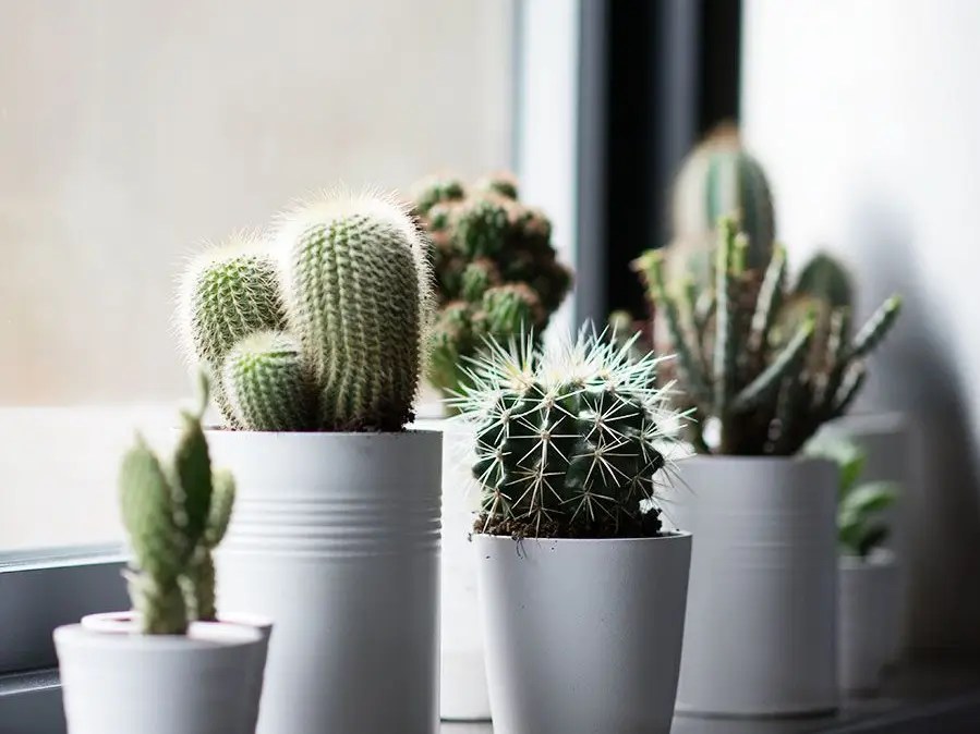 5 Jenis Kaktus yang Cocok untuk Menghiasi Area Indoor, Jadi Dekorasi yang Mungil dan Estetik