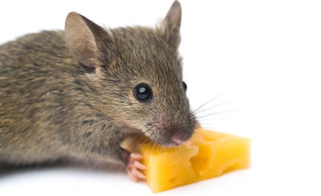 Selain Keju, Berikut 4 Umpan Terbaik Untuk Perangkap Tikus Rumahan