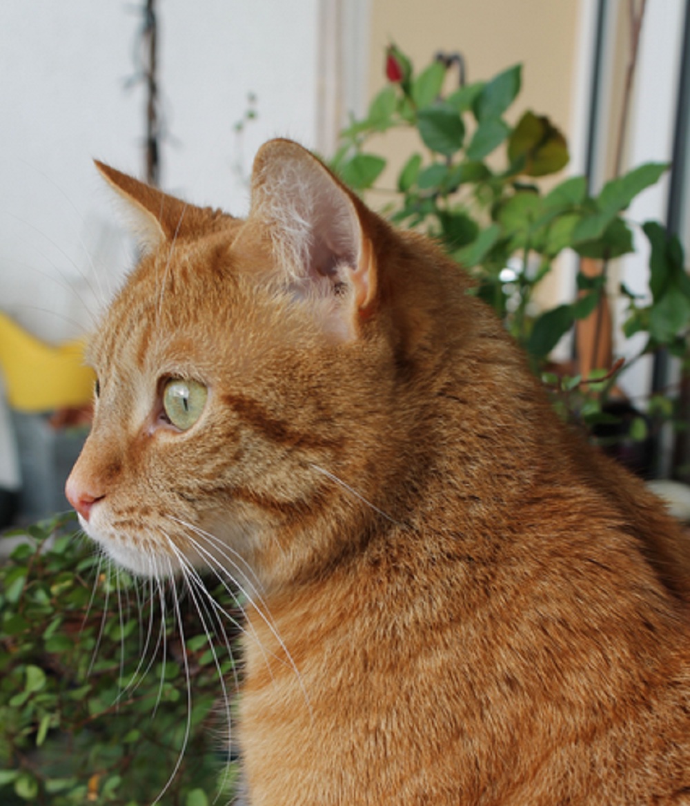 Ini Dia Jenis Kucing Kampung Yang Bisa di Pelihara di Rumah, Cocok Dijadikan Teman Baik di Rumah