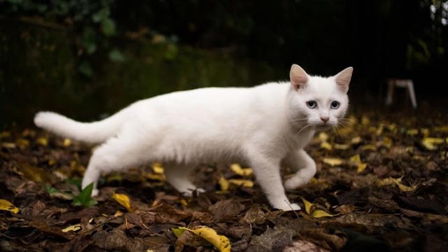 Kucing Kampung Dengan Warna Hitam Gelap Dan Putih Terang Memiliki Perbedaan Karakter, Cocok Untuk Dipelihara!