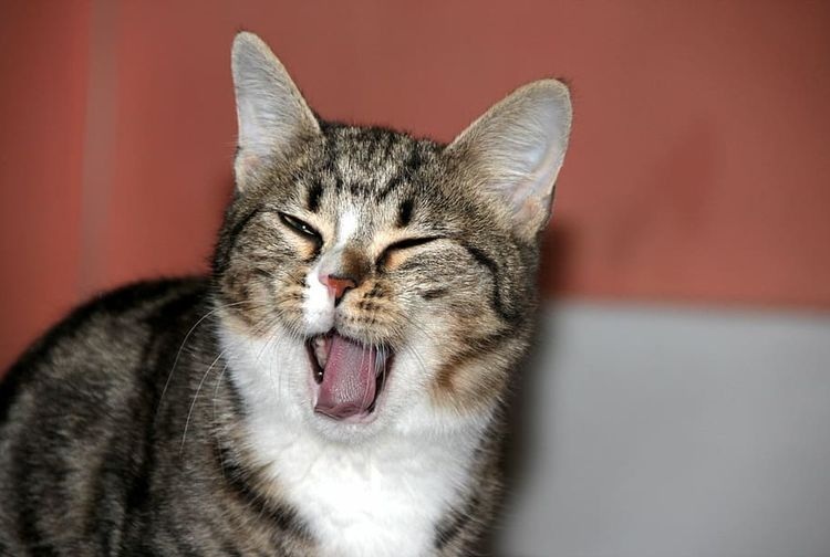 4 Alasan Kucing Mengedipkan Mata, Apakah Kucing Bahagia atau Sedang Merasakan Sakit? Ayo Simak!
