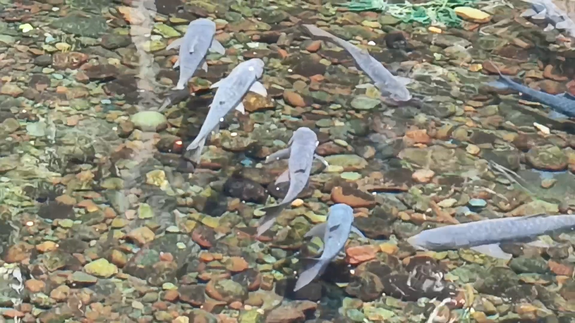 Populasi Ikan Dewa Cigugur Tinggal 200 Ekor?