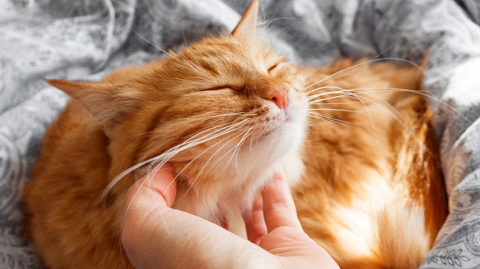Ini 5 Cara Mengetahui Apakah Kucing Menyukai Pemiliknya atau Tidak, Simak Selengkapnya Disini!