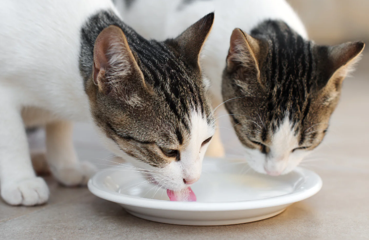 4 Rekomendasi Merk Susu Formula untuk Kucing, Cocok untuk Anabul Segala Umur