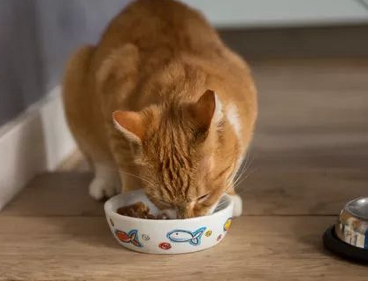 Anabul Pasti Suka! Berikut 5 Jenis Makanan Kucing Yang Ramah di Kantung dan Bergizi Bagi Kucing