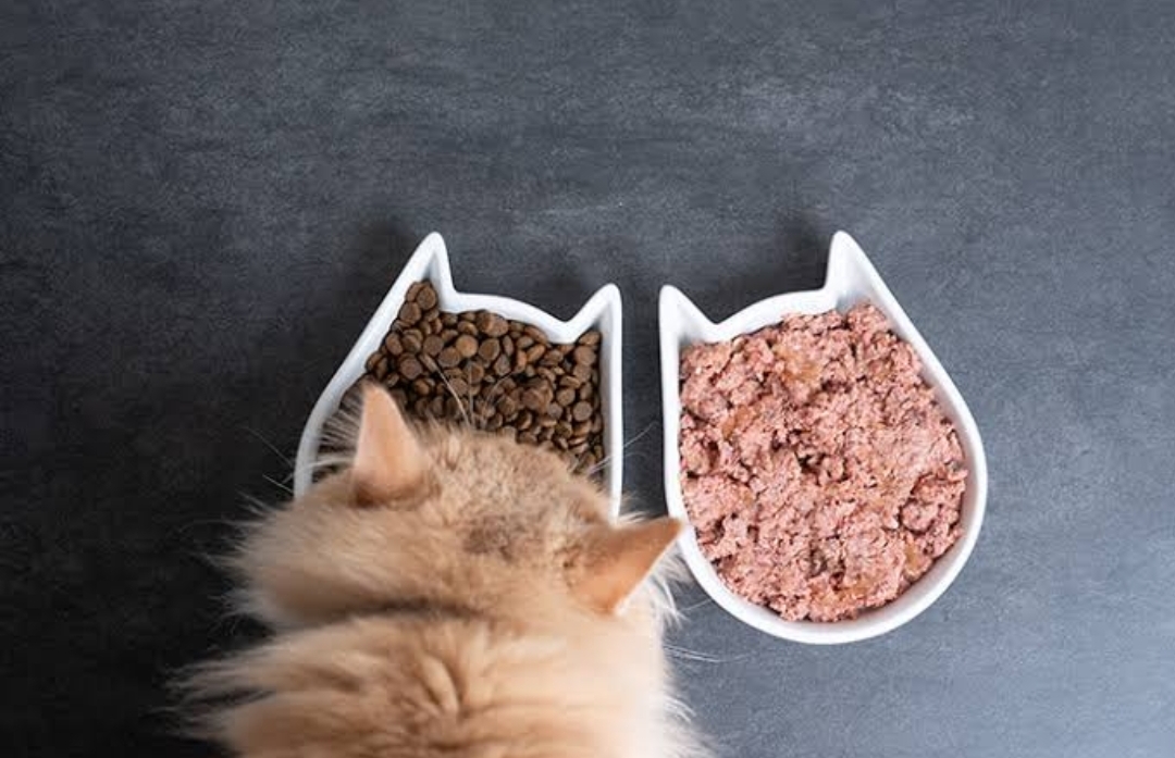 Jurus Hemat Anabul Sehat, Ini Makanan Kucing Persia Buatan Sendiri, Simak Bahan dan Cara Buatnya