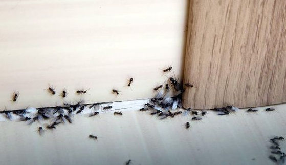 7 Cara Terampuh Menghilangkan Sarang Semut Di Rumah! Dijamin Gak Datang Lagi