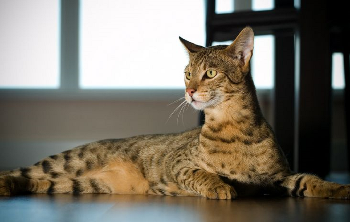 Bisa Sampai 1,9 Milyar Rupiah! Inilah 6 Jenis Kucing Terhamal di Dunia, Tertarik Memilikinya?