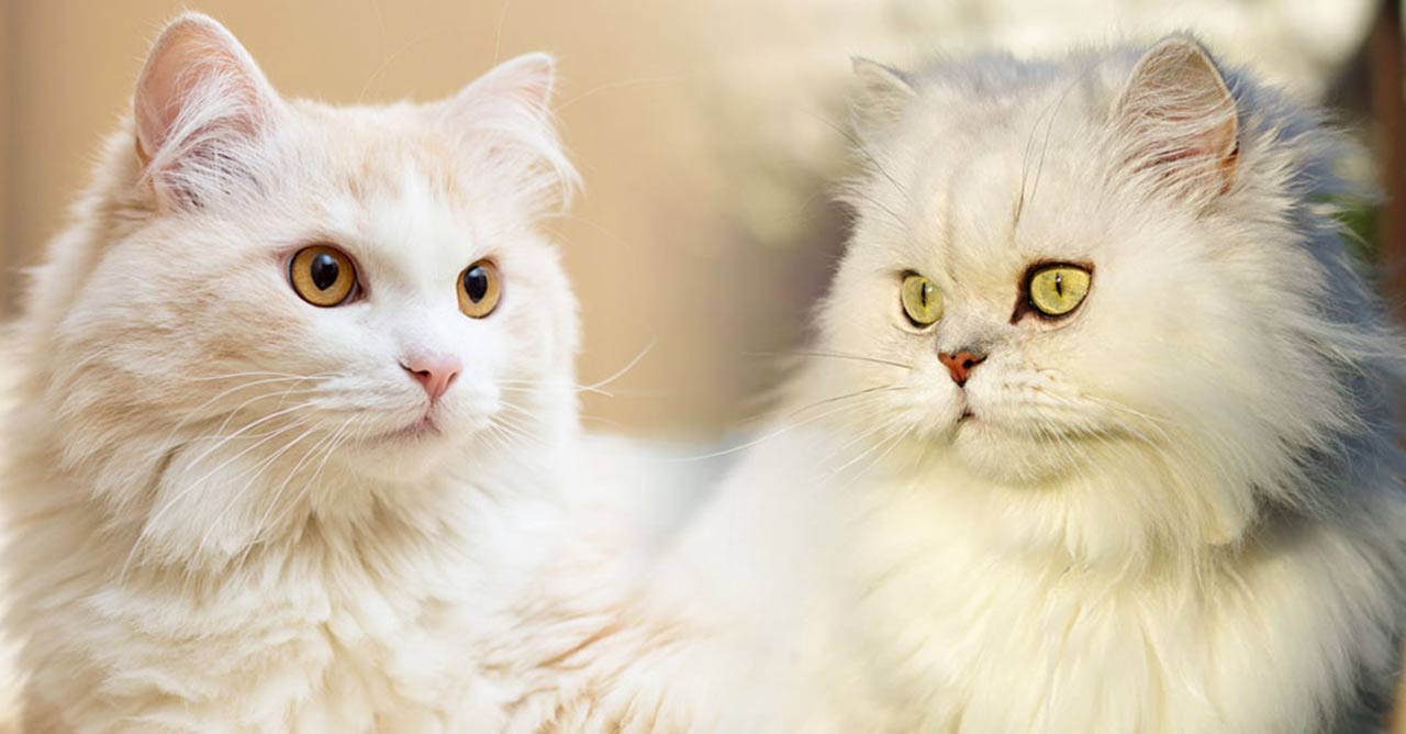 Sekilas Tampak Mirip, Inilah 5 Perbedaan Kucing Anggora dan Kucing Persia yang Sangat Mencolok