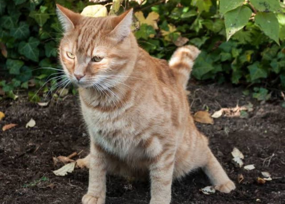 Bikin Takut, Pertanda Kucing Buang Kotoran Sembarangan di Rumah!