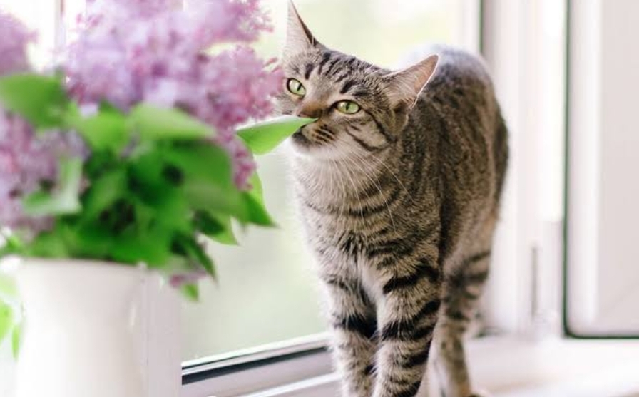 Ternyata Kucing Juga Tidak Menyukai Aroma Ini, Jangan Sampai Lengah Menjaga Kucing Peliharaan!