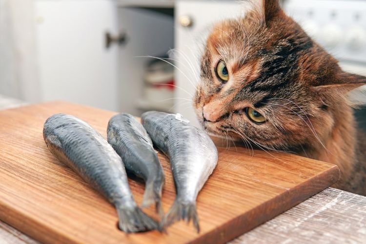 3 Olahan Makanan Kucing Buat sendiri di Rumah, Dipastikan Anabul Suka, Coba Buat Yu..