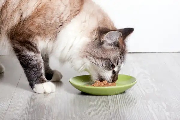 3 Resep Makanan Kucing Buat di Rumah Dengan Mudah! No. 1 Olahan Puding Bikin Nafsu Makan Anabul Meningkat