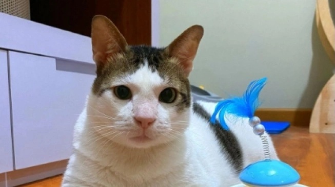Bobby Kartanegara Adalah Kucing Kampung Milik Prabowo Subianto Menjadi Viral Siap Ikut ke Istana Presiden