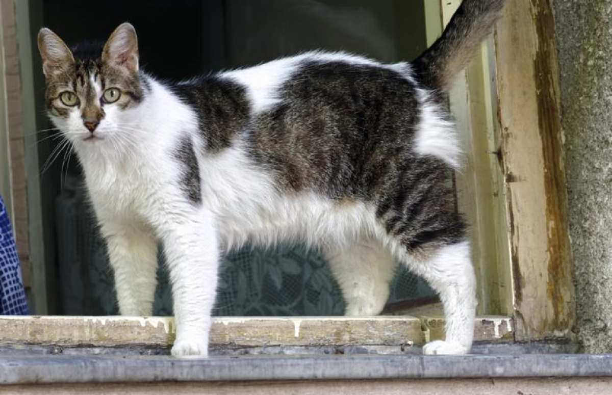 Ini Perbedaan Kucing Senior Dan Kucing Tua! Simak Penjelasannya Supaya Tidak Salah Dalam Perawatannya