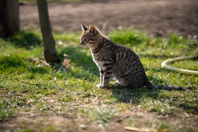 Kucing Liar Sering Datang Ke Rumah? Ini 5 Cara Simpel Mengusir Kucing Liar Tanpa Menyakiti, Bikin Kucing Kapok