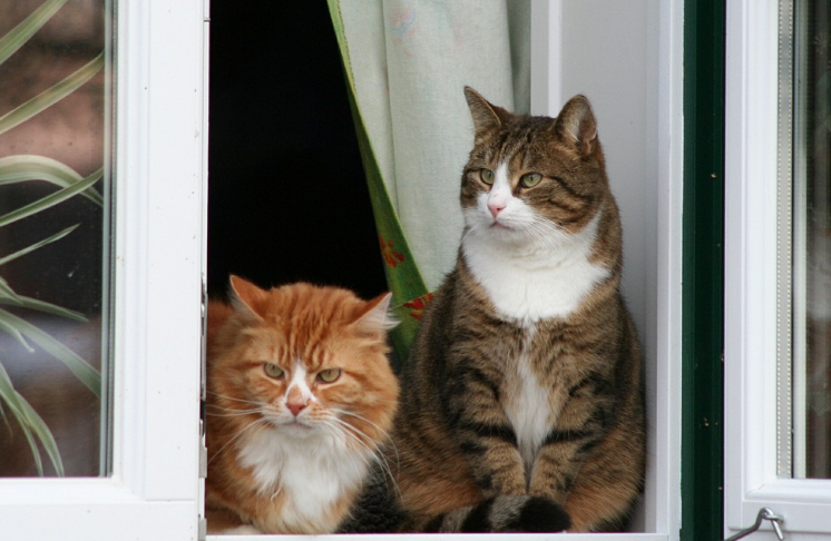 5 Cara Agar Kucing Betah di Rumah dan Tidak Sering Keluar Rumah!