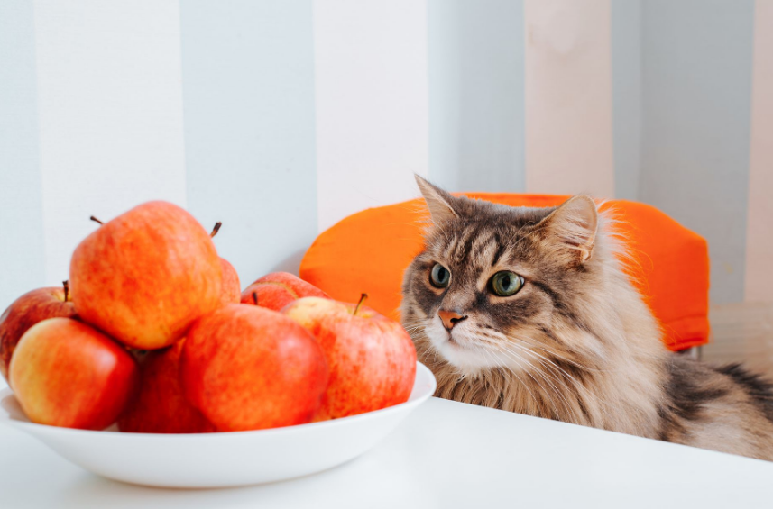 Ini Top 7 Buah yang Aman Dimakan Kucing dan Penuh Manfaat!
