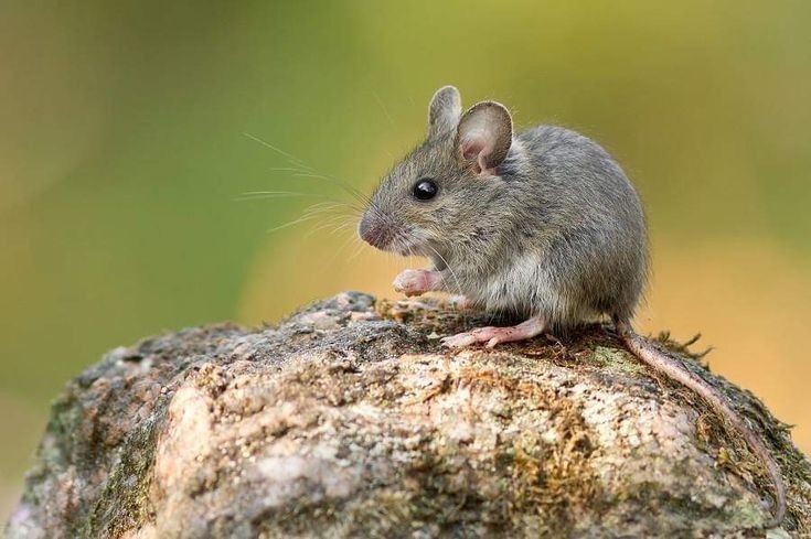 Kenapa Tikus Takut Suara Jangkrik? Ini Dia Alasannya