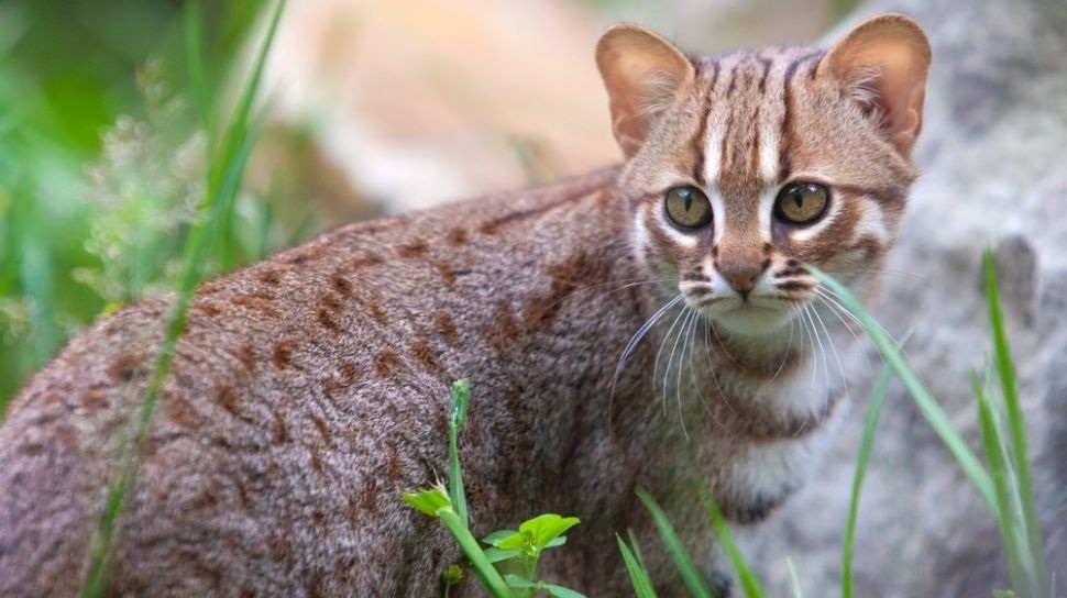 Terdapat 3 Tips Mengusir Kucing Liar Buang Air Sembarangan di Halaman Rumah, Sangat Ampuh Dilakukan!