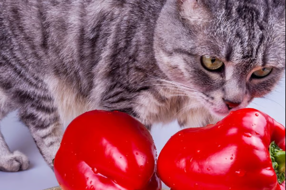 Awas Tidak Sengaja Dimakan Anabul, 7 Bumbu Dapur yang Berbahaya untuk Kucing Konsumsi walau Cuma Sedikit