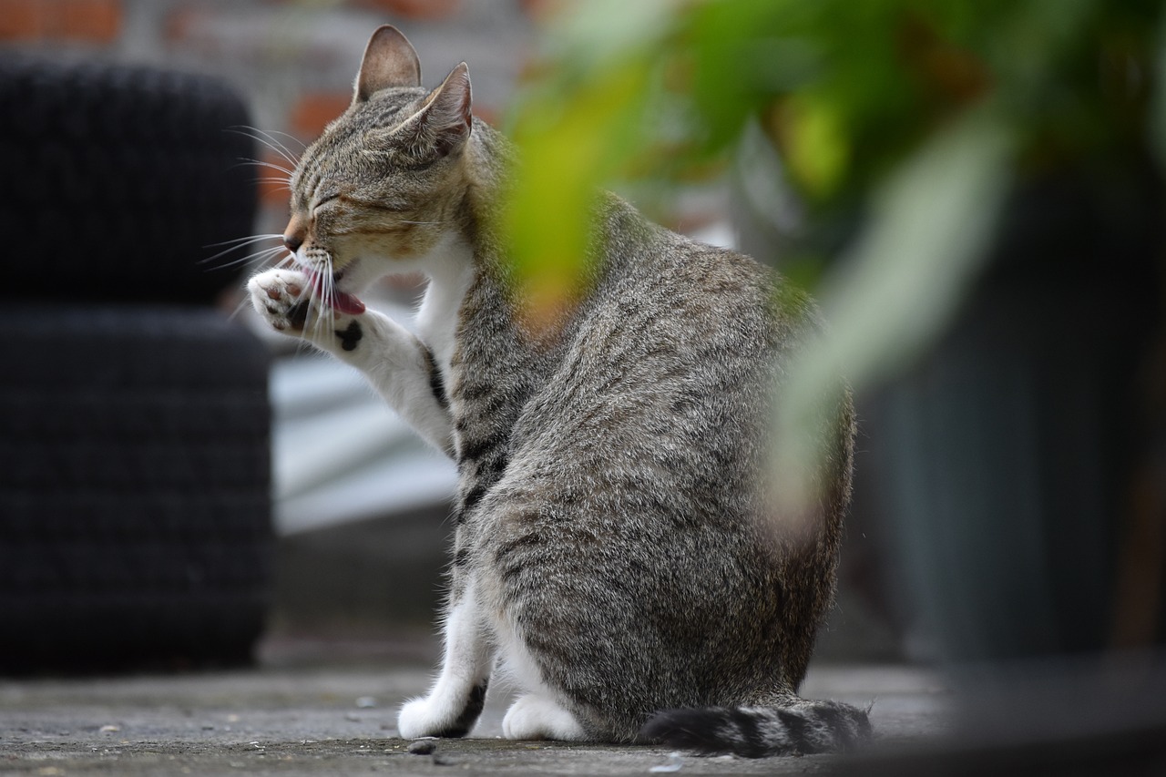 Begini Cara Mengadopsi Kucing Liar jadi Hewan Peliharaan, Coba Lakukan 6 Hal Ini!