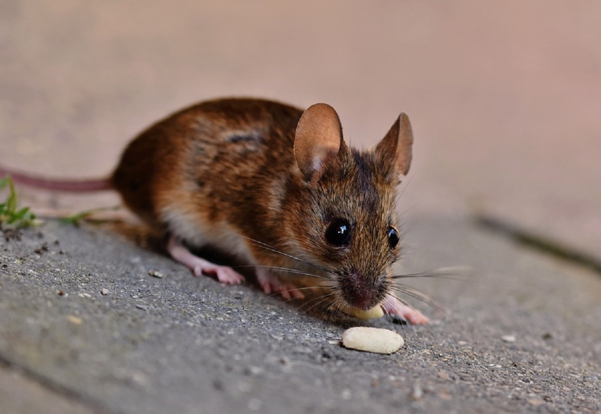 Baunya Bikin Tikus Tidak Tahan, Berikut 7 Bahan Dapur Yang Aromanya Tidak Disukai Tikus