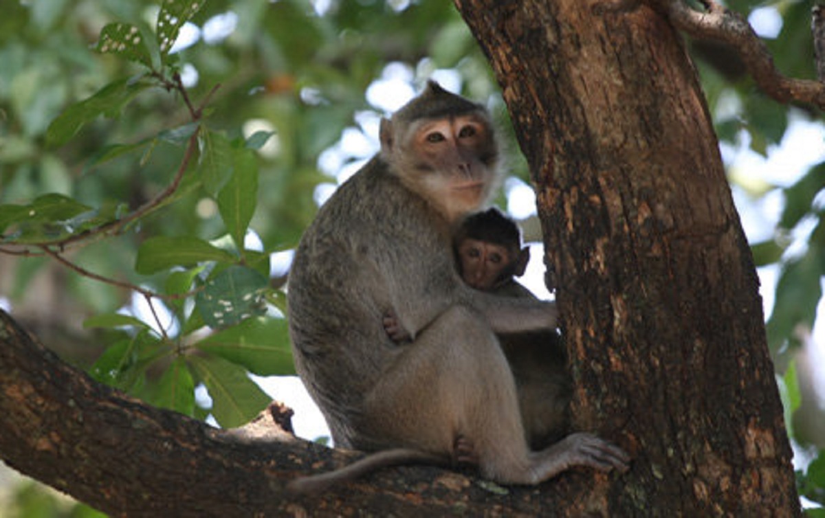 990 Monyet Ekor Panjang Asal Indonesia Diekspor ke Amerika Serikat, Apakah Ada dari Habitat Gunung Ciremai?