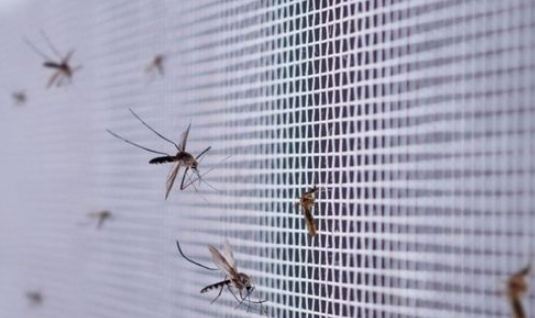 Ketahui 5 Hewan Yang Ditakuti Nyamuk, Tips Mengusir Nyamuk Tanpa Capek