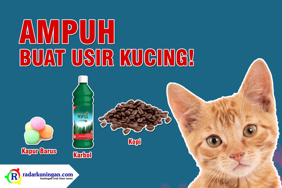 Kamu Harus Tahu! Ini 5 Bau yang Tidak Disukai Kucing Liar, Ampuh untuk Mengusir Secara Halus Tanpa Menyakiti