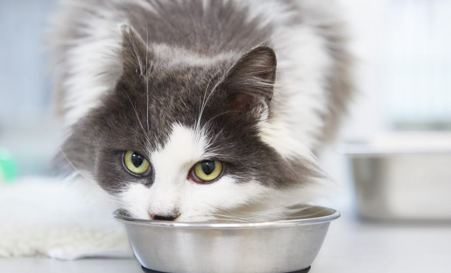 Berikut 4 Jenis Makanan Kucing Rumahan yang Bagus Untuk Mengilaukan Bulu dan Menyehatkan! Simak Disini