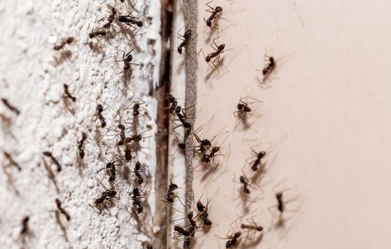 Kenapa Banyak Sarang Semut Di Rumah? Sering Gak Di Sadari Ternyata Ini 6 Alasannya..