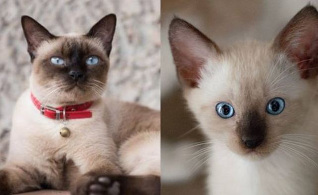 Fakta Menarik Kucing Siam! Sangat Unik, Bulu Bisa Berubah Ubah