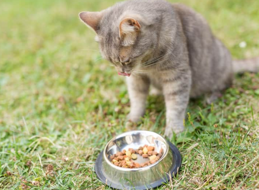 Berikut 5 Alasan Kenapa Kucing Selalu Menyisakan Makanannya, Bukan karena Anabul Boros!