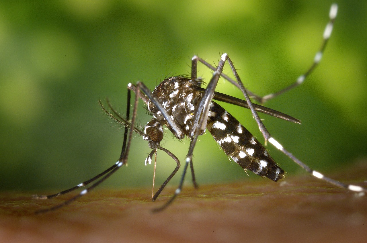 Kenali 4 Tempat Berkembang biak Jentik Nyamuk di Rumah, yang Perlu Diwaspadai!