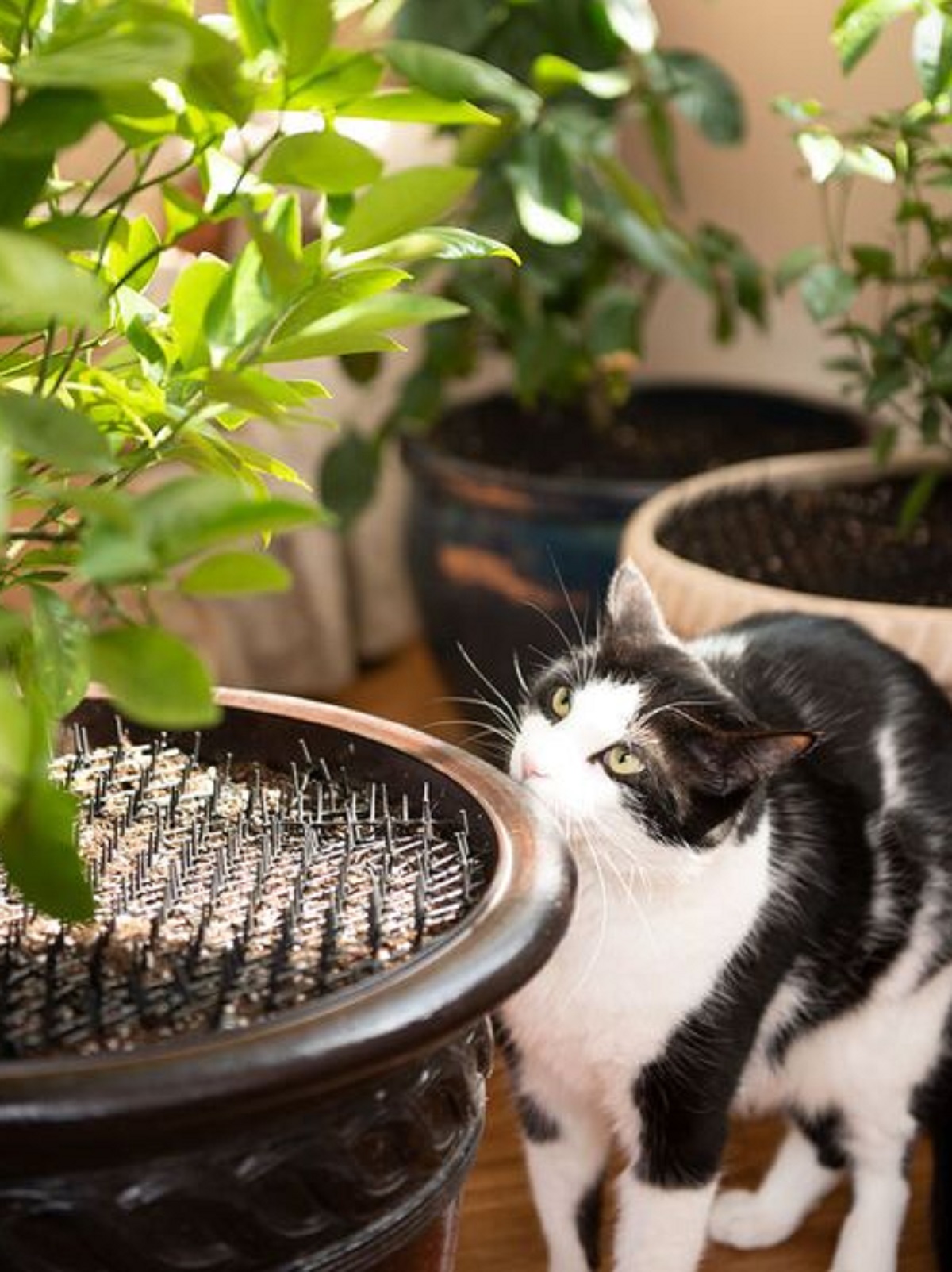 6 Cara Ampuh Mengusir Kucing Liar Menggunakan Tanaman, Yuk Simak Disini 
