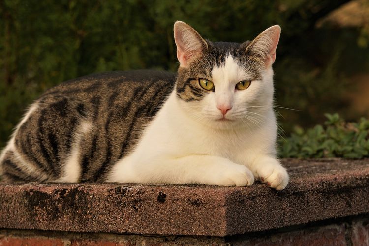 6 Cara Menjinakkan Kucing Liar jadi Hewan Peliharaan di Rumah, Bikin Kucing Betah dan Nurut Padamu!
