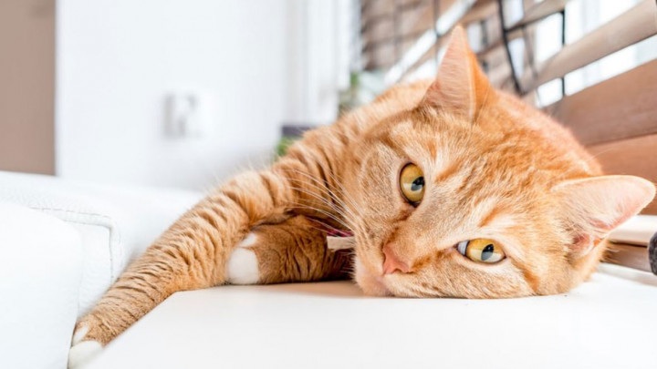 Inilah 4 Alasan ‘Kenapa Kucing Betah di Rumah Kita?’ Jadi Pembelajaran Bagi Pemilik Rumah! Oh Ternyata