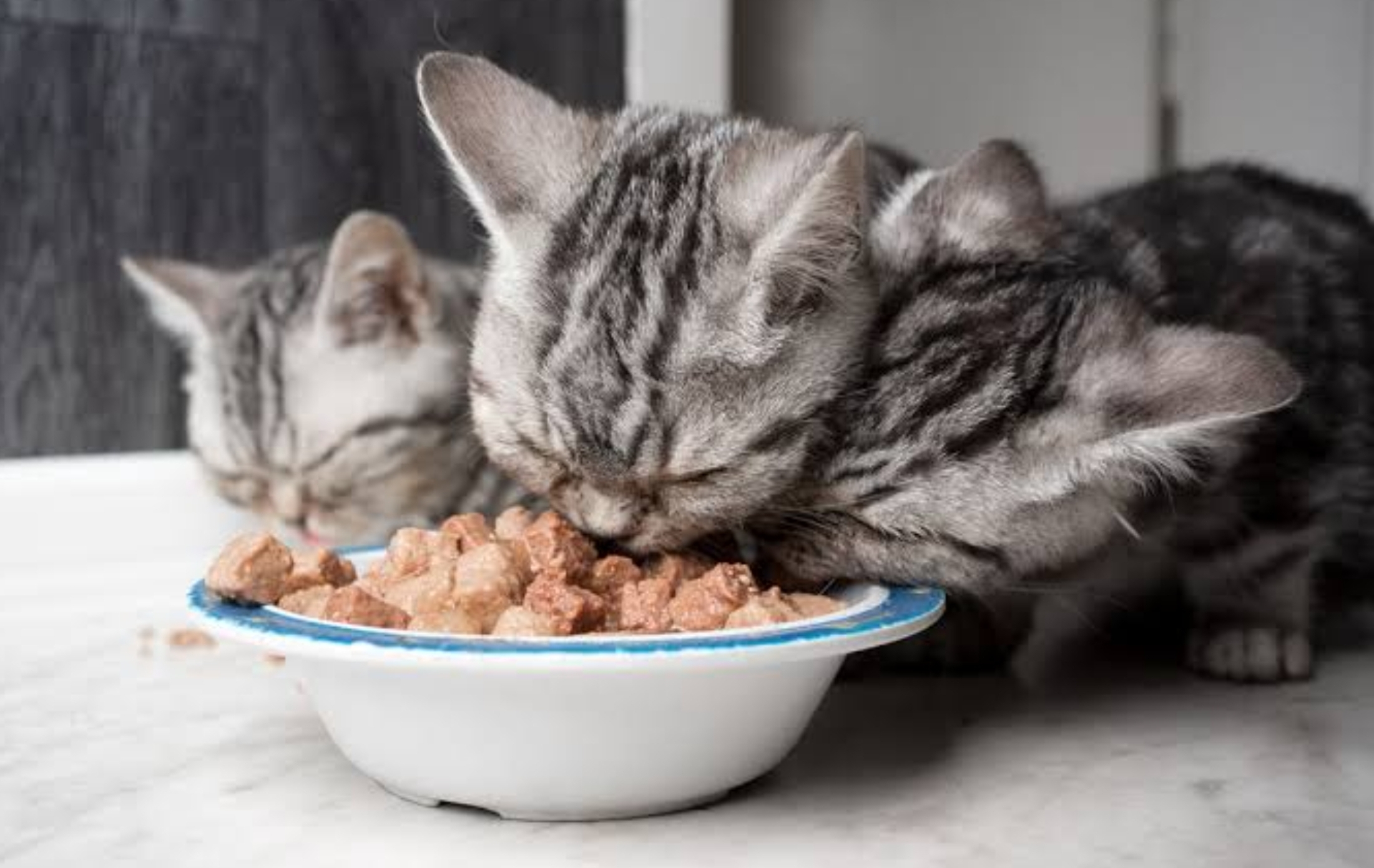 Rekomendasi Makanan Kucing Basah, Cocok untuk Penggemukan Anabul