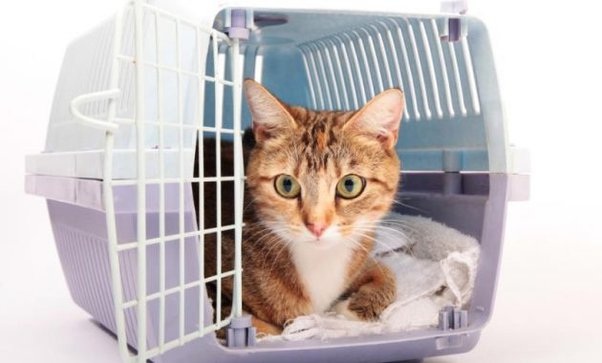 Takut Diusir Penumpang Lain Akibat Tingkah Anabul, Inilah 3 Cara Membawa Kucing Mudik Naik Bus!