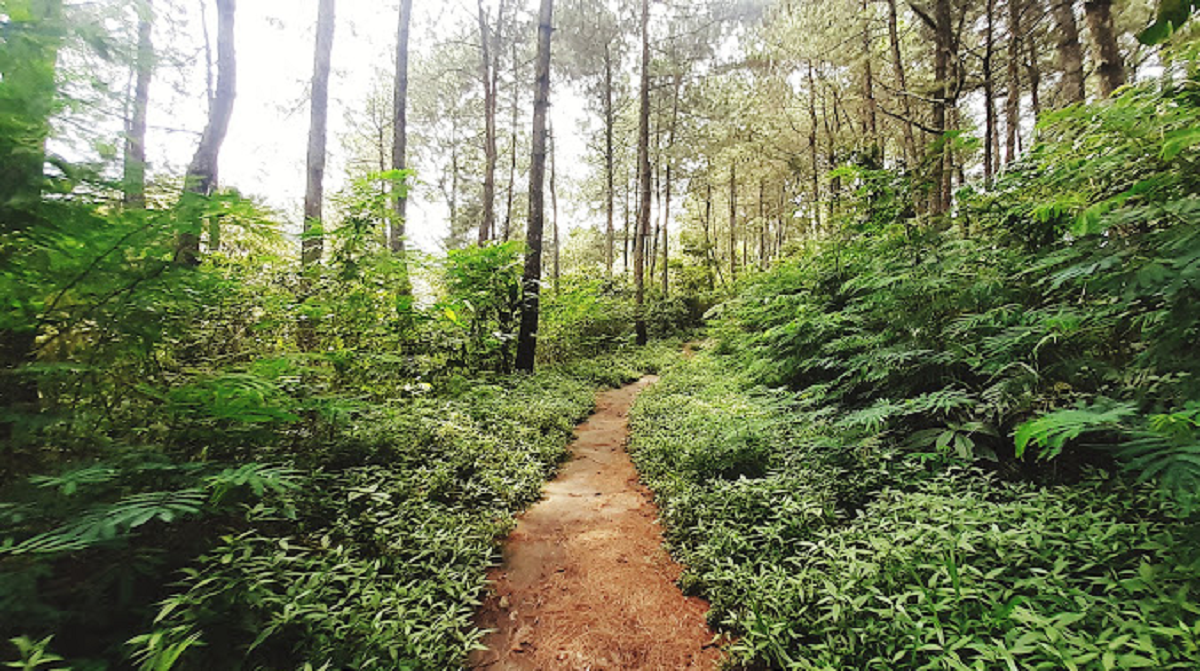 Taman Nasional Terbesar di Jawa Barat, Apa Saja Hewan Endemik yang Berada di Taman Nasional Gunung Ciremai?