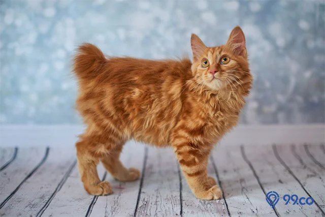 Dipercaya Sebagai Pembawa Keberuntungan, Inilah 4 Fakta Menarik Kucing Ekor Pendek
