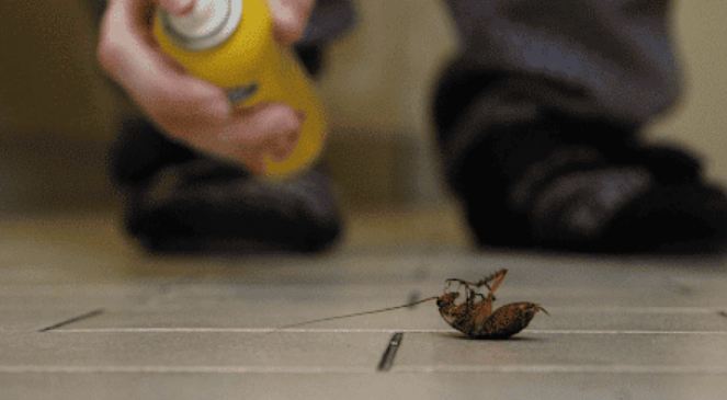 Bersih dan Mudah! Ini 4 Cara Mengusir Kecoa Tanpa Membunuh di Rumah