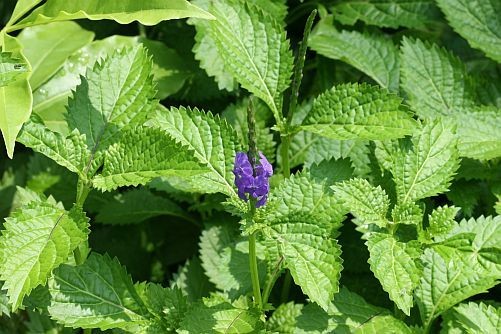 5 Manfaat Tanaman Vervain untuk Pengobatan Pada Manusia, Dijamin Ampuh