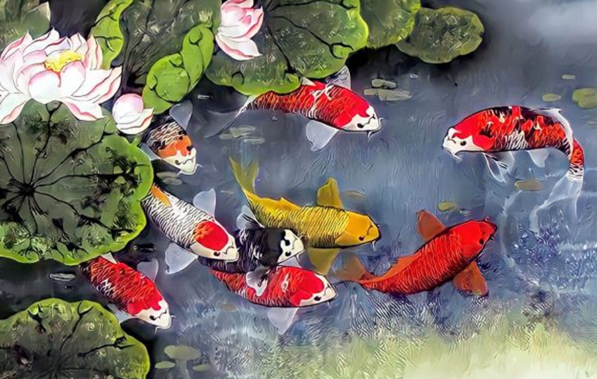 5 Nilai dan Prinsip Feng Shui yang Terdapat Pada Ikan Koi, Banyak yang Pelihara Karena Bisa Bawa Keberuntungan