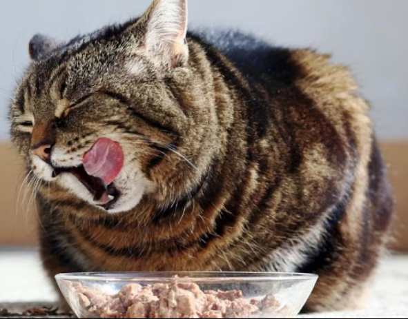 Inilah 7 Cara Menyimpan Makanan Basah Kucing yang Sudah Dibuka agar Nutrisinya Terjaga