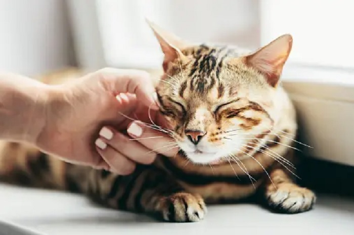 5 Perilaku Kucing Ini Menandakan Bahwa Kucing Sayang Kepadamu, Yuk Simak Disini